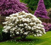 magnolia-archangel — копия — копия — копия